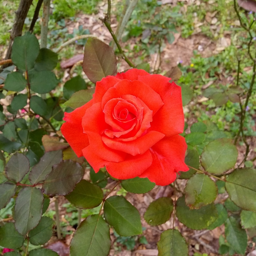 Meet your Posher, Natasha